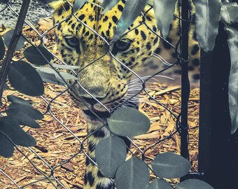 Fotografía de vida silvestre: Leopardo entre hojas – Arte mural de animales exóticos (Descarga digital)