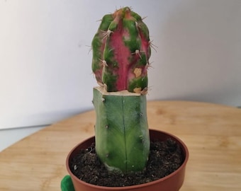 Myrtillocalycium 'Polyp'. Exclusivo y único.