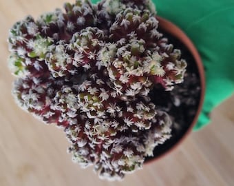 Mammillaria gracilis forma monstruosa. Exclusivo y único.