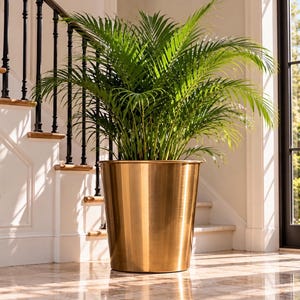 May include: A large, vibrant green palm plant with long, feathery fronds is potted in a tall, cylindrical, polished gold-colored metal planter. The container has a smooth, reflective surface and a simple, clean-lined design.