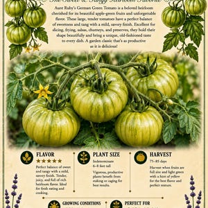 May include: A botanical information card for Aunt Ruby's German Green Tomato featuring illustrations of green tomatoes on vines, purple coneflowers, and text detailing plant size, harvest time, flavor profile, and growing conditions for this heirloom.