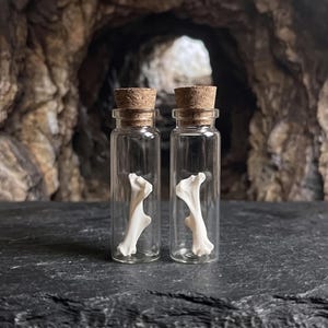 Real Gopher Humerus Bottle | Burrowing Animal Arm Bone | Chthonic Magic Spell Supply & Underworld Decor