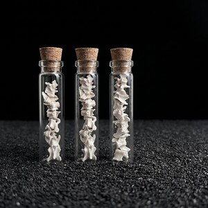 May include: Three small glass vials with cork stoppers, each containing a vertical arrangement of small, off-white bone fragments. The vials are clear, allowing a view of the contents. The background is a dark, textured surface.