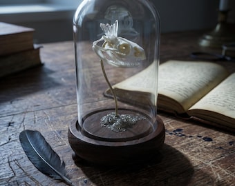 Calavera de serpiente de cristal en campana de cristal, decoración de escritorio estilo academia oscura, arte de taxidermia gótica, rareza de altar de bruja, exhibición de vitrina de curiosidades