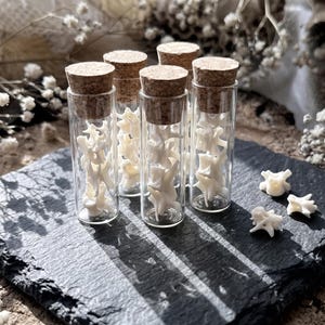 Real Squirrel Spine Bones in Glass Vial | Natural Preserved Vertebrae Specimen | Apothecary Decor & Dark Academia Oddity