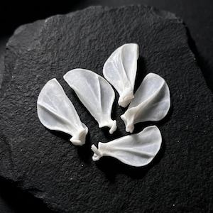 May include: Five white, shell-shaped objects are arranged on a dark, textured surface. The objects have a delicate, translucent appearance, with a curved, wing-like form. The background is a solid, dark color, providing contrast to the white objects.