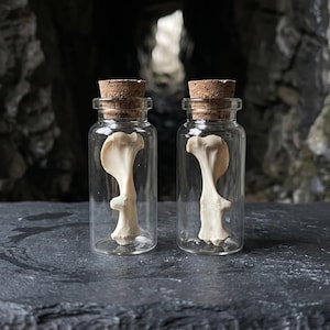 Könnte beinhalten: Zwei kleine Glasflaschen mit Korken, die jeweils einen hellfarbigen Knochen enthalten. Die Flaschen sind klar, so dass die Form des Knochens zu sehen ist. Der Hintergrund ist dunkel und verschwommen, mit einer rauen, dunkelgrauen Oberfläche.