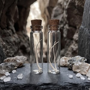 May include: Two small, clear glass bottles with cork stoppers. Each bottle contains a curved, off-white bone. The bottles are displayed on a dark, textured surface, with a natural rock background.