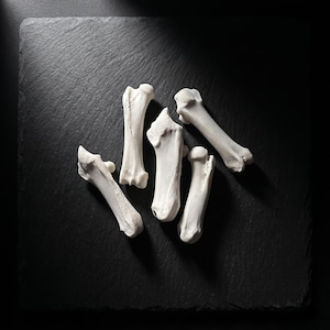 May include: Six off-white, weathered bones are arranged on a dark, textured surface. The bones vary in size and shape, with rounded and elongated forms. The lighting creates shadows, enhancing the texture and detail of the bones.