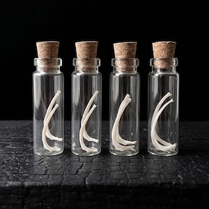 May include: Four small, clear glass bottles with cork stoppers. Each bottle contains a white, curved bone fragment. The bottles are arranged in a row against a black background, suggesting a scientific or curiosity theme.
