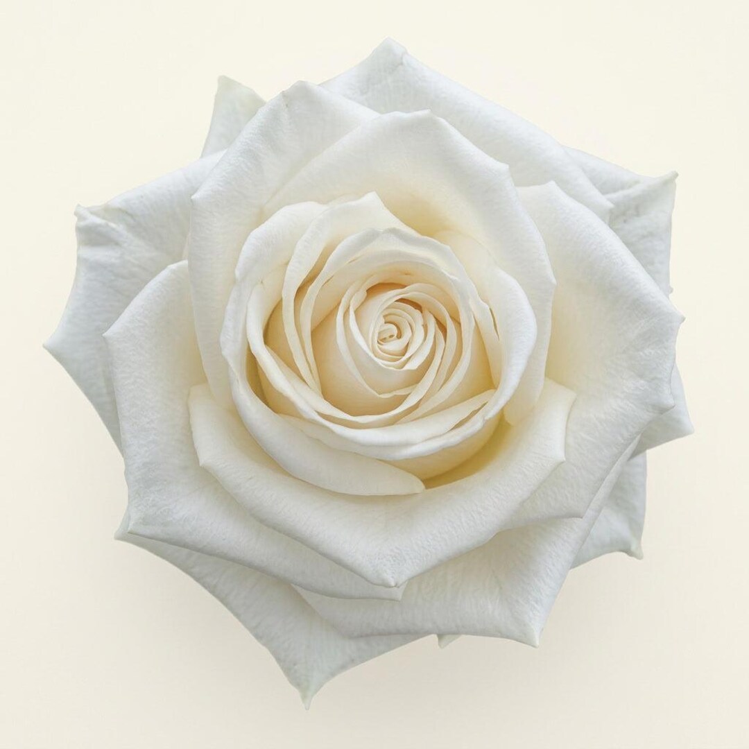 Bulk White Playa Blanca Roses | Fresh Ecuador Farm Direct | Wholesale ...