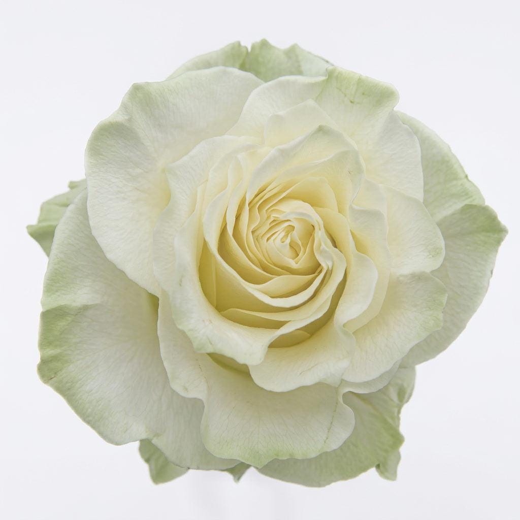Bulk White Mondial Roses | Fresh Ecuador Farm Direct | Wholesale ...