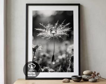 Makro Löwenzahn-Samen-Regentropfen schwarz weiß druckbare Wand Kunst Poster