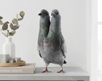 Two Headed Pigeon Taxidermy, Janus Grey Bird Specimen, Janus Pigeon Mount, Oddities Curio Cabinet Decor, Two Headed Animal