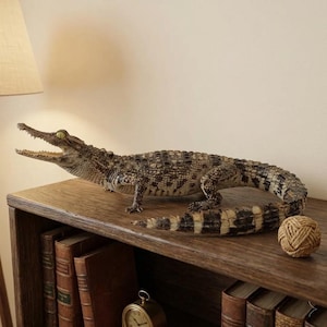 Crawling Gator Specimen, Real Taxidermy Alligator, Full Body Reptile, Dark Academia Library Decor, Vintage Nature Curiosity