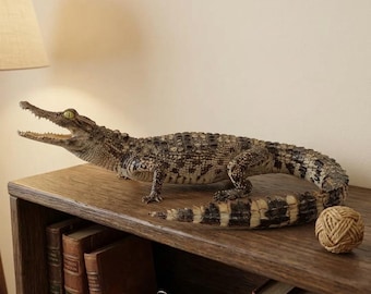 Crawling Gator Specimen, Real Taxidermy Alligator, Full Body Reptile, Dark Academia Library Decor, Vintage Nature Curiosity