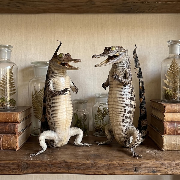 Real Standing Alligator Taxidermy Mount, Anthropomorphic Reptile Oddities Curiosities, Swampcore Dark Academia Bookshelf Decor