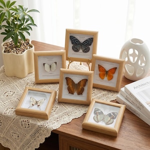 Puede incluir: Una colección de especímenes de mariposas enmarcadas con marcos de madera. Las mariposas muestran varios colores y patrones, incluyendo negro, blanco, naranja y marrón. Los marcos están dispuestos sobre una mesa de madera.