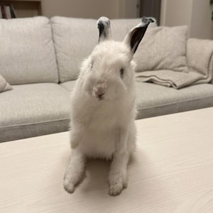 May include: A white rabbit with black-tipped ears standing upright on a light-colored surface. The rabbit has dense white fur, dark eyes, and a small nose, with its ears positioned vertically, showing distinct black markings at the very tips.