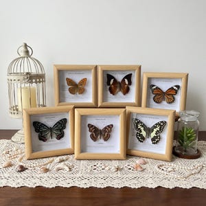 May include: Six framed butterfly specimens with natural wood frames. The butterflies display various patterns and colors, including orange, black, white, and brown. The frames are arranged on a table with decorative elements.