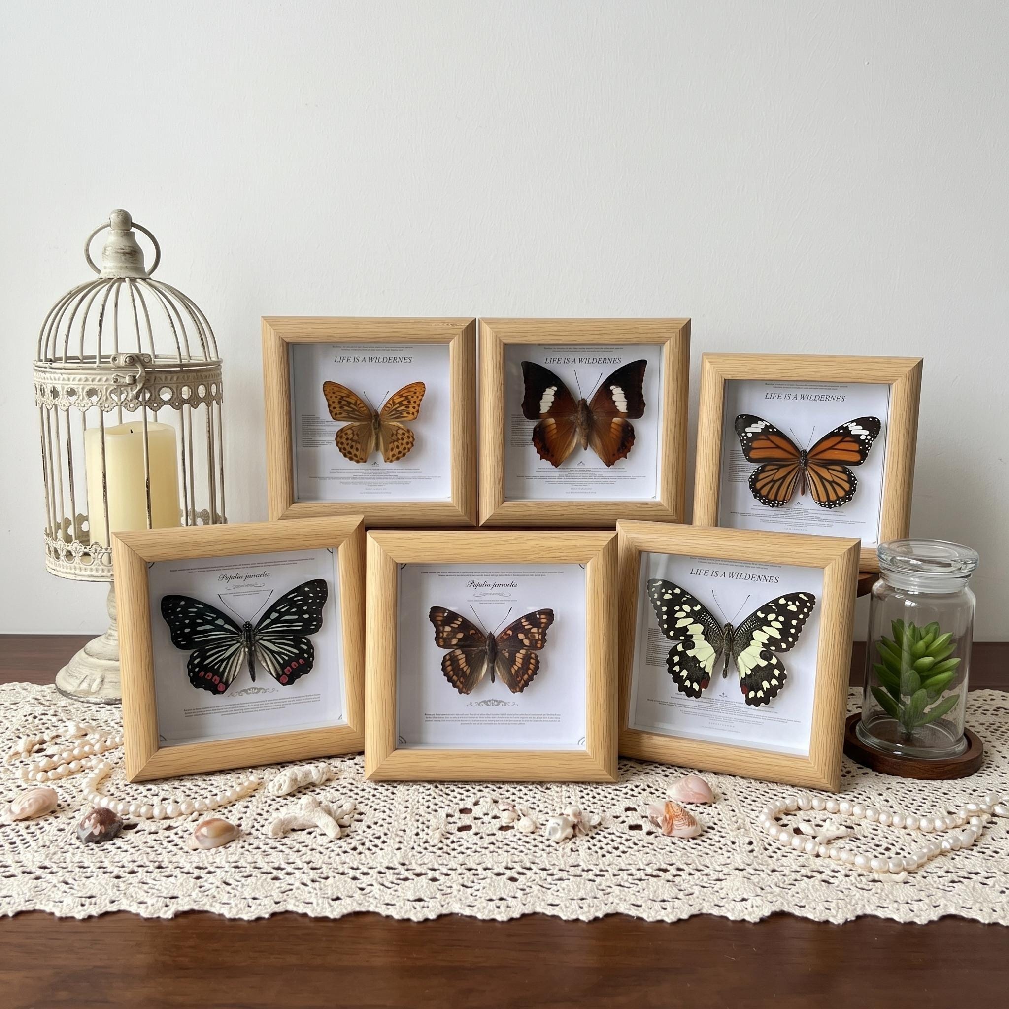 Butterfly specimen - Etsy 日本