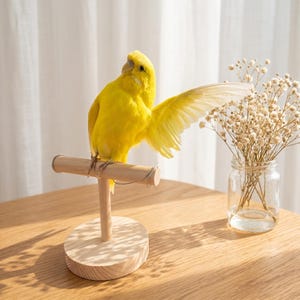 May include: A bright yellow budgerigar perched on a light-colored wooden T-shaped stand with a circular base. The bird has one wing extended outward. Next to the stand is a clear glass jar containing a bouquet of small, dried white flowers.