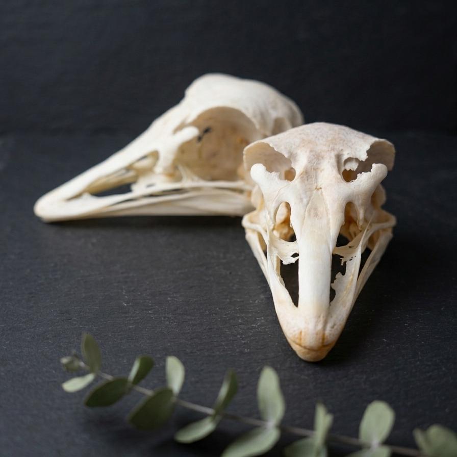 Ostrich skull - Etsy 日本