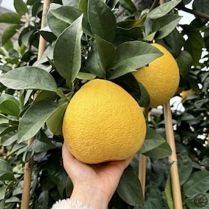 May include: A close-up of a hand holding a large, ripe, yellow citrus fruit, likely a pomelo or grapefruit, with a textured rind. The fruit is surrounded by green leaves and branches, suggesting it's still on the tree. The background is blurred, focusing attention on the fruit.