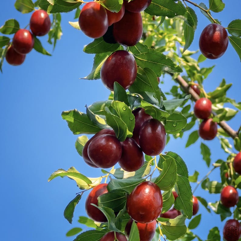 Premium Live Jujube Tree Seedling (ziziphus Jujuba) – Grow Your Own ...
