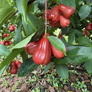 Premium Red Wax Apple Tree Sapling - Live Tropical Java Apple Plant for Spring Planting