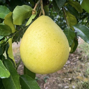 May include: A large, ripe pomelo fruit hangs from a tree branch, surrounded by green leaves. The fruit is a pale yellow color with a textured surface. The image is taken outdoors, with a blurred background of more foliage.