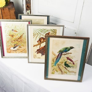May include: Four framed vintage bird prints. The prints feature colorful illustrations of various bird species, set against a neutral background. The frames are silver and brown, with a touch of blue. The prints are displayed on a white surface.
