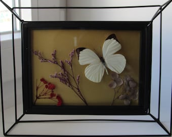 Marco naturalista: mariposa Nepheronia Argia y flores secas.