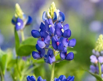 Texas Bluebonnet Seeds, 50 Count, Lupinus Texensis Native Wildflower for Pollinator Gardens