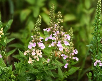 American Germander Seeds, 40 Count, Teucrium Canadense Native Pollinator Wildflower