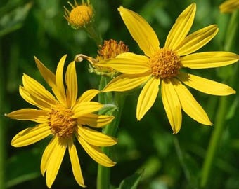 Yellow Crownbeard Seeds, 30 Count, Verbesina Helianthoides Native Wildflower for Pollinator Gardens
