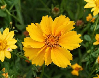 Coreopsis Lance Leaved Dwarf Seeds, 50 Count, Coreopsis Lanceolata Native Perennial Wildflower