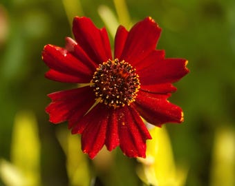 Coreopsis Plains Dwarf Red Seeds, 250 Count, Coreopsis Tinctoria Wildflower for Pollinator Gardens