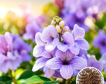 Royal Empress Tree Seeds, Fast Growing Landscape Planting (10 Count)