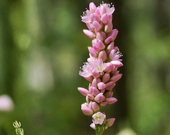 Pinkweed Seeds, 15 Count, Persicaria Pensylvanica Native Wildflower for Pollinator Gardens