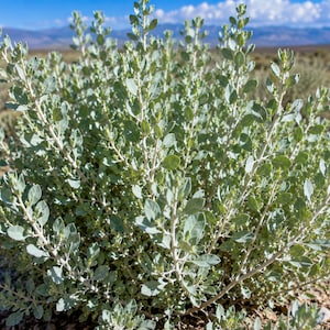 May include: A desert shrub with numerous upright, branching stems covered in small, oval-shaped, pale sage-green leaves. The plant features a dense, bushy growth habit with light-colored bark and a soft, matte texture throughout its foliage.