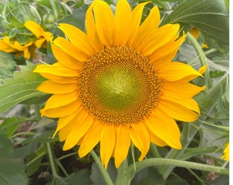Sunflower Sunspot Seeds, 15 Count, Dwarf Helianthus Annual Flower for Gardens & Containers
