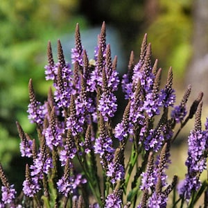 Blue Vervain Seeds, 100 Count, Verbena Hastata Native Pollinator Wildflower