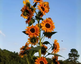 Sunflower Autumn Beauty Seeds, 15 Count, Helianthus Annual Multi Color Flower Mix
