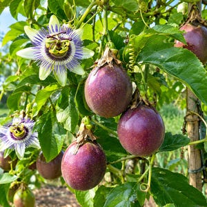May include: A passion fruit vine featuring several round, deep purple passion fruits with smooth skins and complex, star-shaped flowers with white petals and purple filaments, all surrounded by vibrant green leaves on a wooden trellis structure.