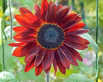 Sunflower Velvet Queen Seeds, 15 Count, Helianthus Annual Red Bronze Flower for Gardens