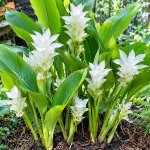 May include: A Curcuma alismatifolia plant featuring multiple upright stems with vibrant green, lance-shaped leaves and clusters of white, cone-shaped flowers. The plant is rooted in dark soil, showcasing several blooming stalks of varying heights.