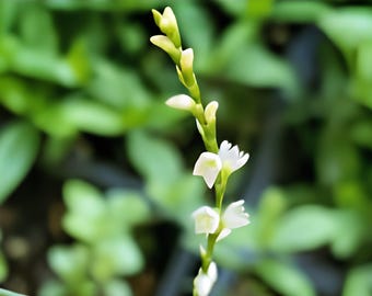 Jumpseed Seeds, 15 Count, Persicaria Virginiana Native Woodland Wildflower for Shade Gardens
