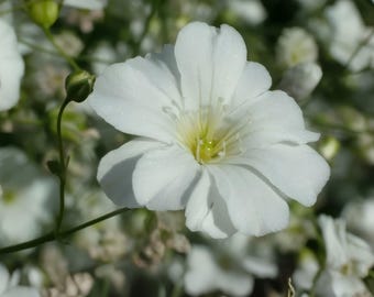 Baby’s Breath Covent Garden White Seeds, 100 Count, Gypsophila Elegans Annual White Flower