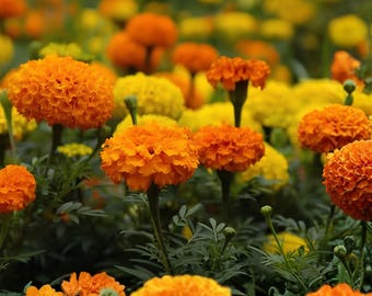 Crackerjack African Marigold Seeds, 100 Count, Tall Tagetes Erecta Annual Flower Mix